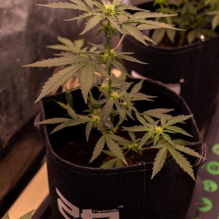 Guava Runta Auto- - FastBuds