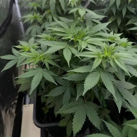 Crystal White - Spliff Seeds