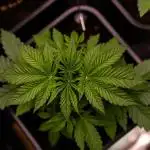 Spliff Seeds - CBD Medi Kush
