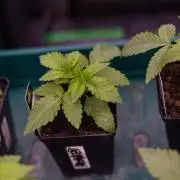 Tester# 60zB x 1500 - Paradise Seeds