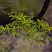 Paradise Seeds - Stromboli Auto