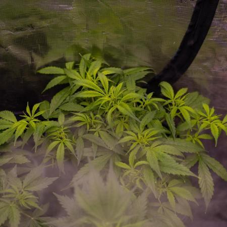 Paradise Seeds - Stromboli Auto