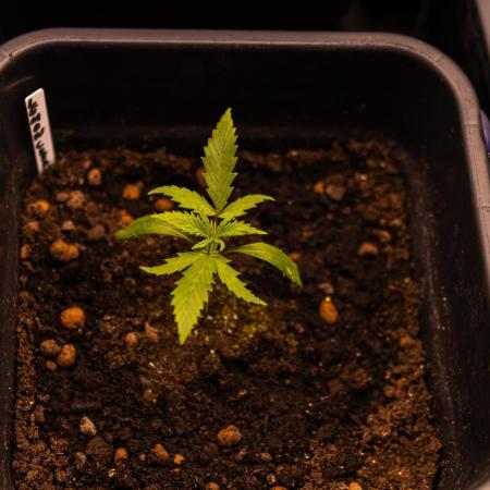Lemon Crem Kush Auto - Spliff Seeds