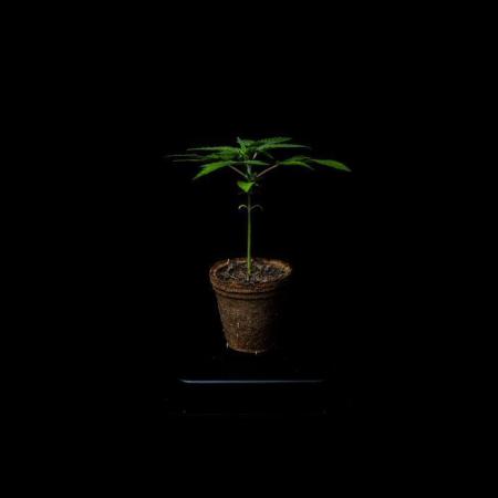 Blue Berry - Spliff Seeds