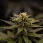 Mega Power Plant - Spliff Seeds