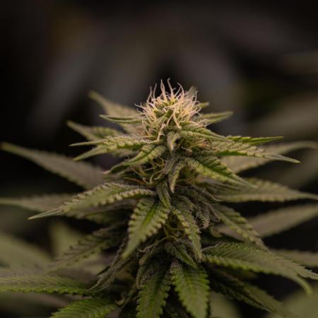 Mega Power Plant - Spliff Seeds