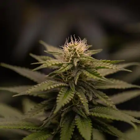 Mega Power Plant - Spliff Seeds