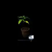 Gorilla Glue - Paradise Seeds