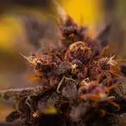 Purole Lemonade Auto RF3 - FastBuds