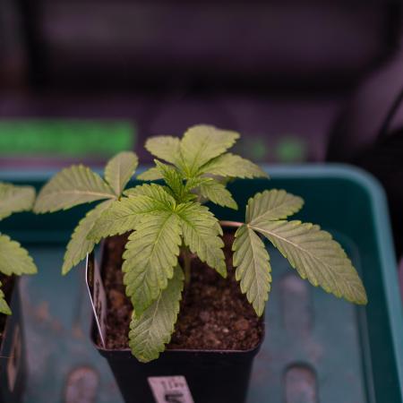 Tester# 604d x 1500 - Paradise Seeds