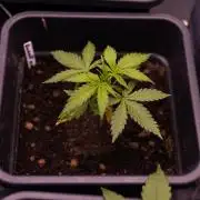 Gorilla Auto - Spliff Seeds