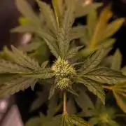 Banana Purple Auto - Paradise Seeds