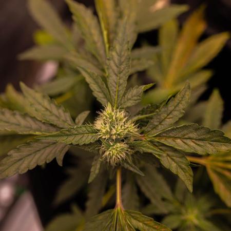 Banana Purple Auto - Paradise Seeds