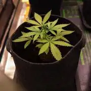 Banana Purple Auto - Paradise Seeds