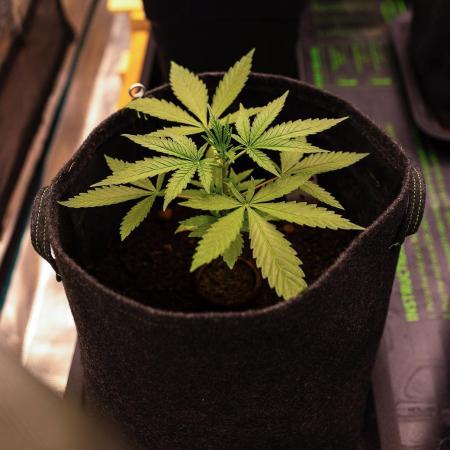 Banana Purple Auto - Paradise Seeds