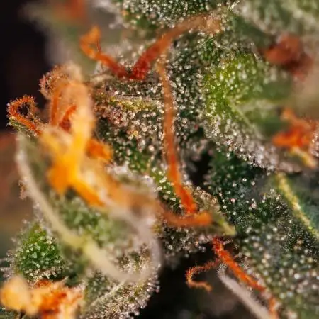 Spliff Seeds - Gelato