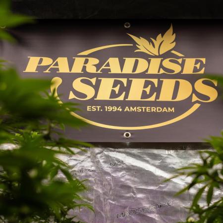 Tester 501x51 - Paradise Seeds