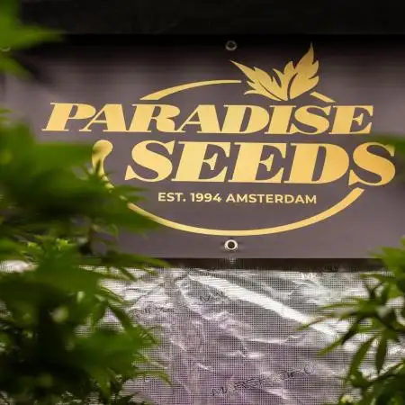 Tester 501x51 - Paradise Seeds