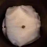 Tester# 494x1500 - Paradise Seeds