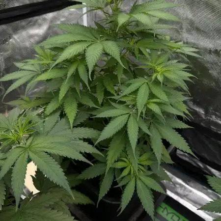 Doppler - Paradise Seeds