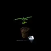 Banana Purple Auto - Paradise Seeds