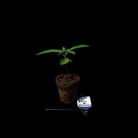 Banana Purple Auto - Paradise Seeds