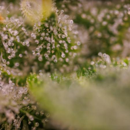 Tester# 60zB x 1500 - Paradise Seeds