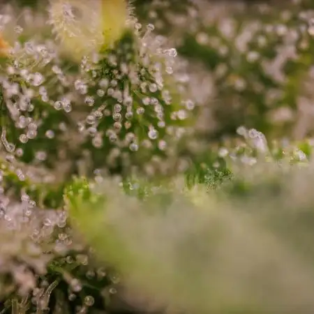 Tester# 60zB x 1500 - Paradise Seeds