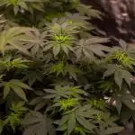 Paradise Seeds - Purple Mints