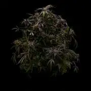 Paradise Seeds - Doppler
