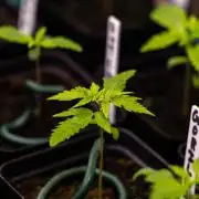 Gorilla Auto - Spliff Seeds