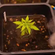 Gorilla Auto - Spliff Seeds