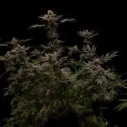Paradise Seeds - Purple Mints
