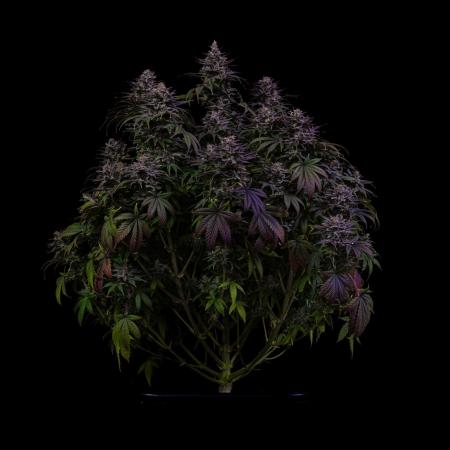 Spliff Seeds - Snow White