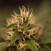 Guava Sundae Auto