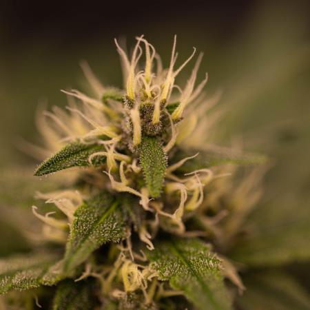 Guava Sundae Auto