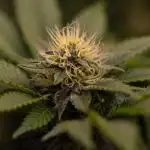 Acid - Paradise Seeds