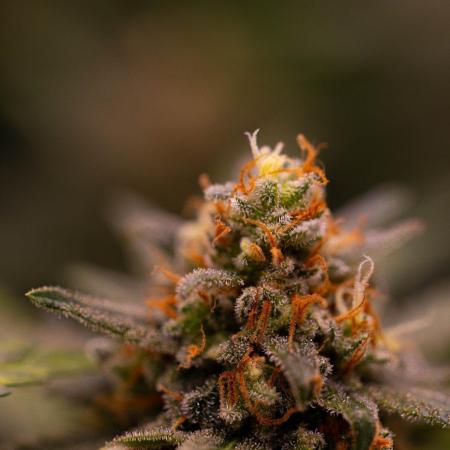 Amnesia - Paradise Seeds