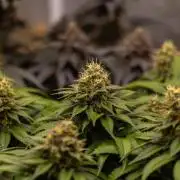 Super Skunk - Spliff Seeds