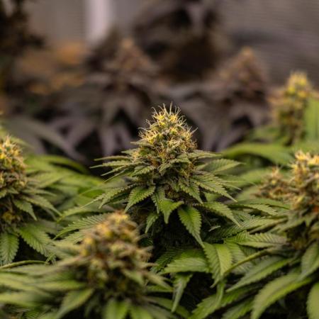 Super Skunk - Spliff Seeds