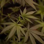 Amnesia - Paradise Seeds