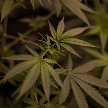 Amnesia - Paradise Seeds