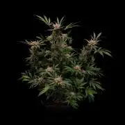 Paradise Seeds - L.A. Amnesia