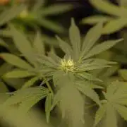 Gelato - Spliff Seeds