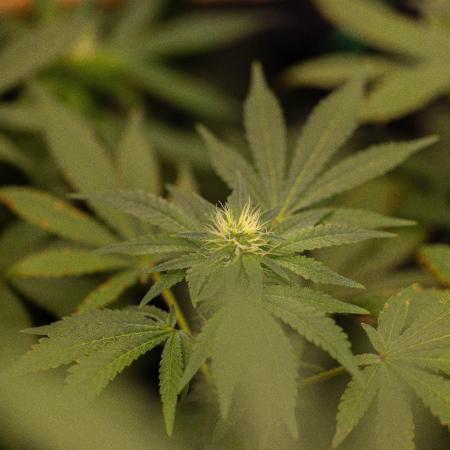 Gelato - Spliff Seeds
