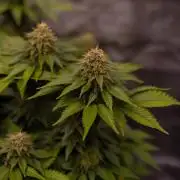 White Berry - Paradise Seeds