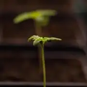 White Widow Auto - Spliff Seeds