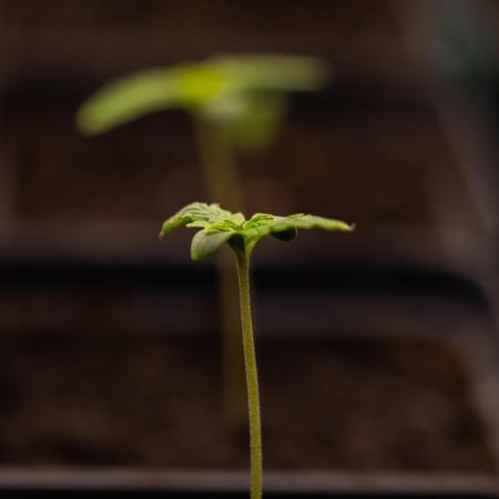 White Widow Auto - Spliff Seeds