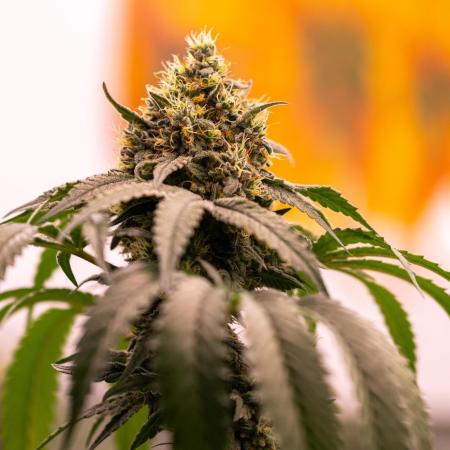 Spliff Seeds - CBD Medi Kush