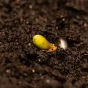 Lemon Crem Kush Auto - Spliff Seeds